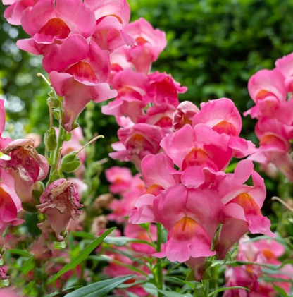 Antirrhinum Twinny Rose F1 Samen