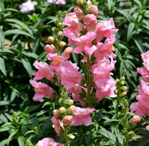 Antirrhinum Twinny Rose F1 Samen