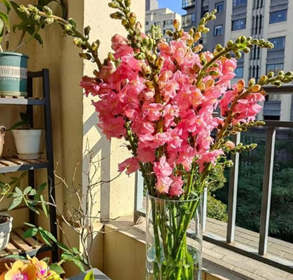 Antirrhinum Twinny Rose F1 Samen