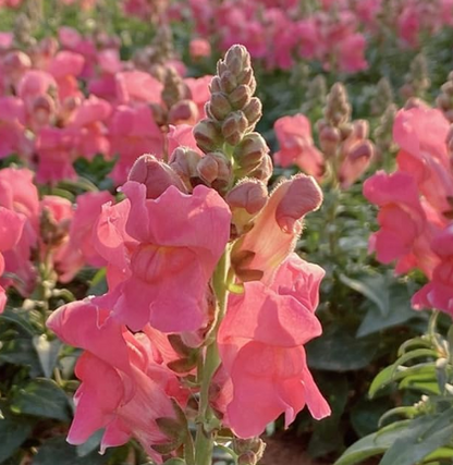 Antirrhinum Twinny Rose F1 Samen