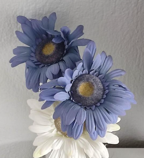 Blue Gerbera" Blumensamen, Sonnenblume