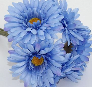 Blue Gerbera" Blumensamen, Sonnenblume