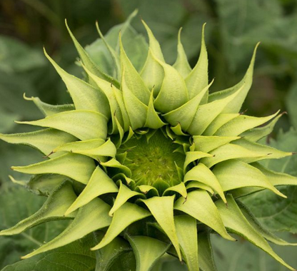 50 Samen Grüne Hybrid-Sonnenblumensamen