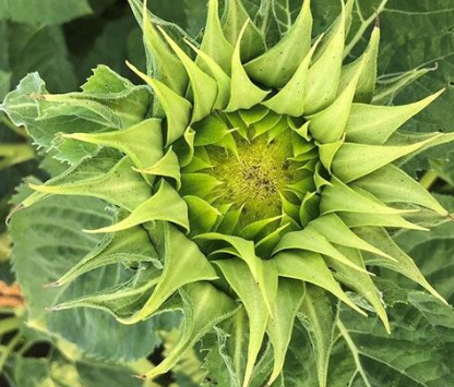 50 Samen Grüne Hybrid-Sonnenblumensamen