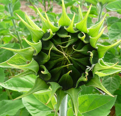 50 Samen Grüne Hybrid-Sonnenblumensamen