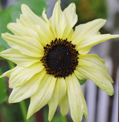 Sonnenblume, Italienisches Weiß