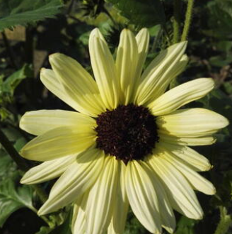 Sonnenblume, Italienisches Weiß