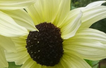 Sonnenblume, Italienisches Weiß