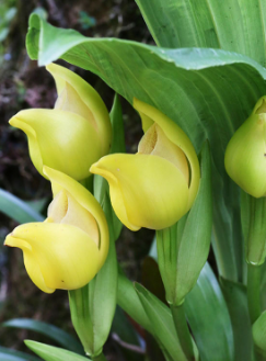 Egrow 100 Stück/Pack Angulo Samen Schlafender Engel Kind geformte Gartensamen Haus Büro Topfpflanzen