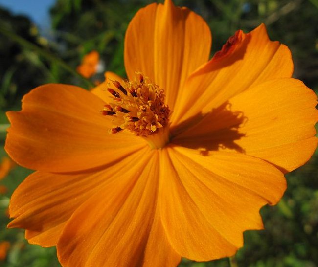 Cosmos Orange - Desi Blumensamen