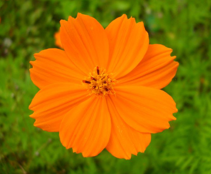 Cosmos Orange - Desi Blumensamen