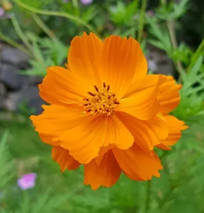 Cosmos Orange - Desi Blumensamen