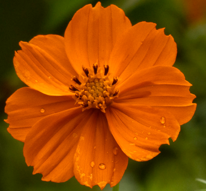 Cosmos Orange - Desi Blumensamen