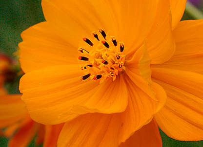 Cosmos Orange - Desi Blumensamen