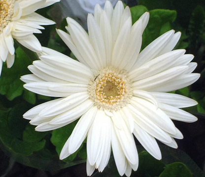 Cremeweiße Gerbera-Blumensamen