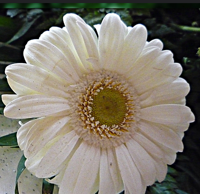 Cremeweiße Gerbera-Blumensamen