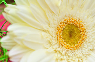 Cremeweiße Gerbera-Blumensamen