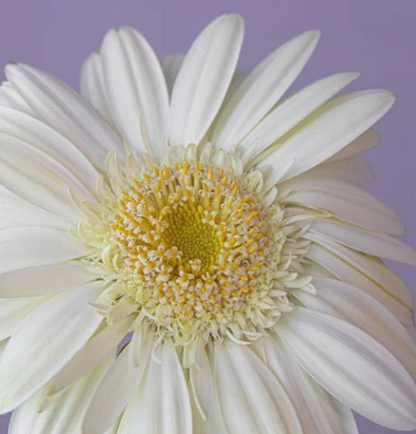 Cremeweiße Gerbera-Blumensamen