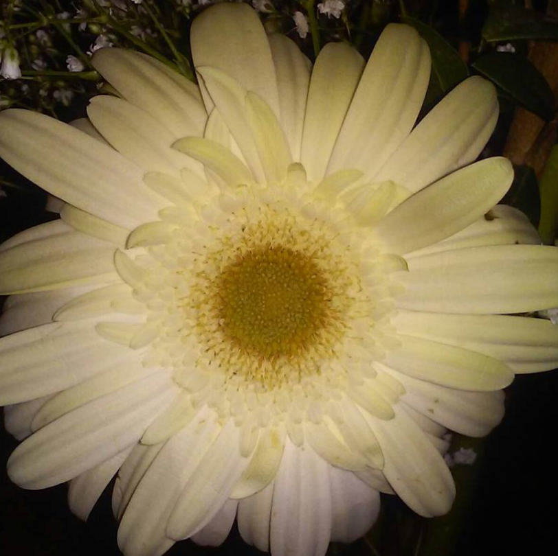 Cremeweiße Gerbera-Blumensamen