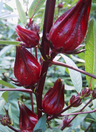 Roselle-aromatischer Teepflanzensamen