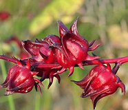 Roselle-aromatischer Teepflanzensamen