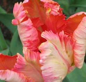 Seltene Flammendrote Tulpe, robust und einfach zu züchten, 100 Samen