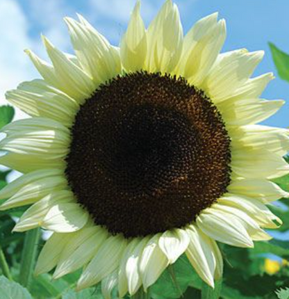 50 Stück italienische weiße Sonnenblumensamen