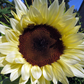 50 Stück italienische weiße Sonnenblumensamen