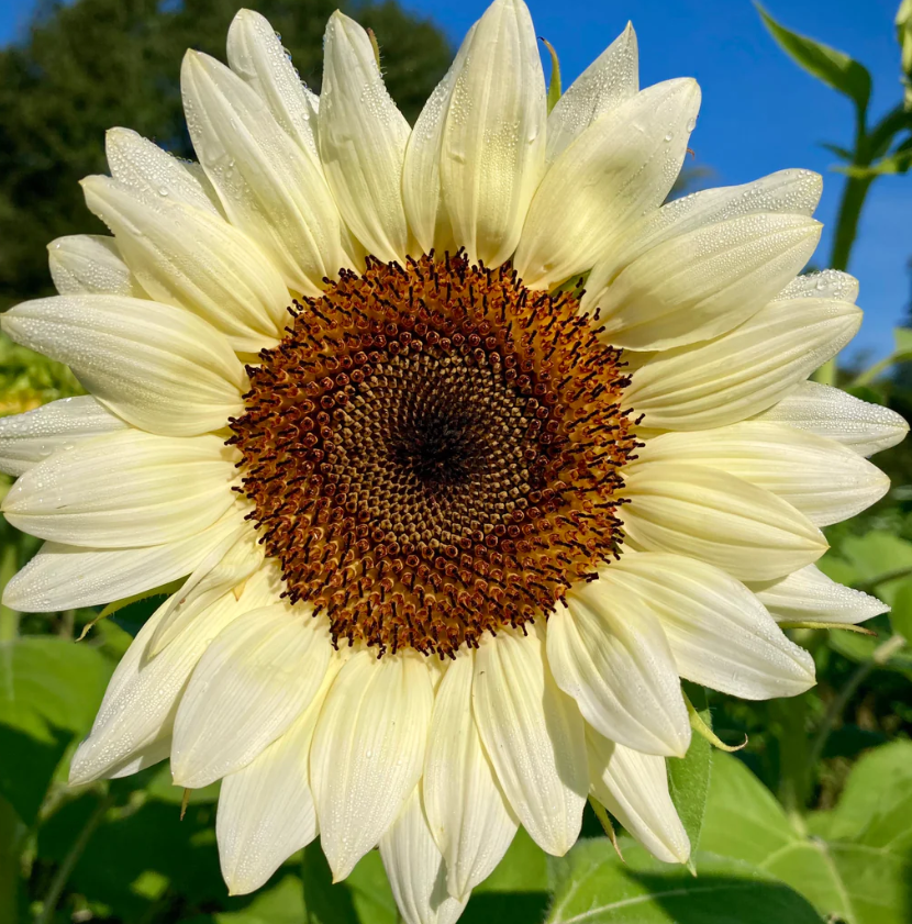 50 Stück italienische weiße Sonnenblumensamen