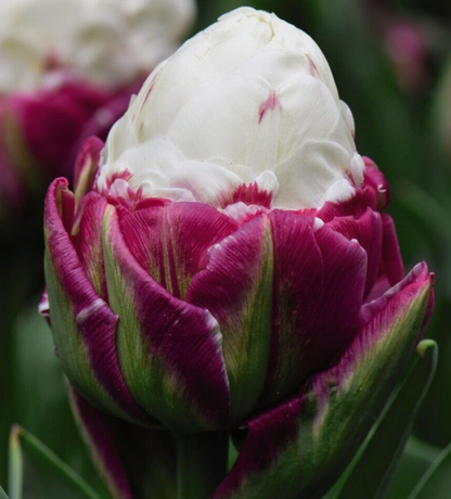 Schöne Eistüte Tulpenzwiebeln