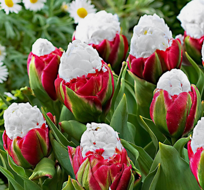 Schöne Eistüte Tulpenzwiebeln