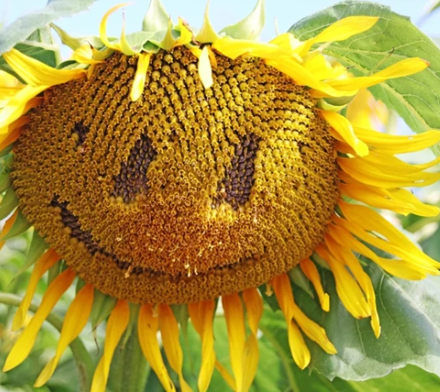 50 Stück Lächelnde Sonnenblumen