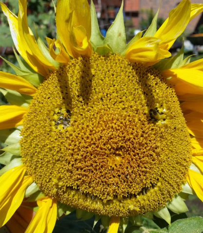 50 Stück Lächelnde Sonnenblumen