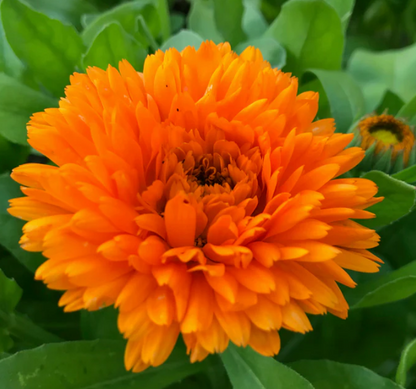 Calendula Bon Bon Orange - Blumensamen