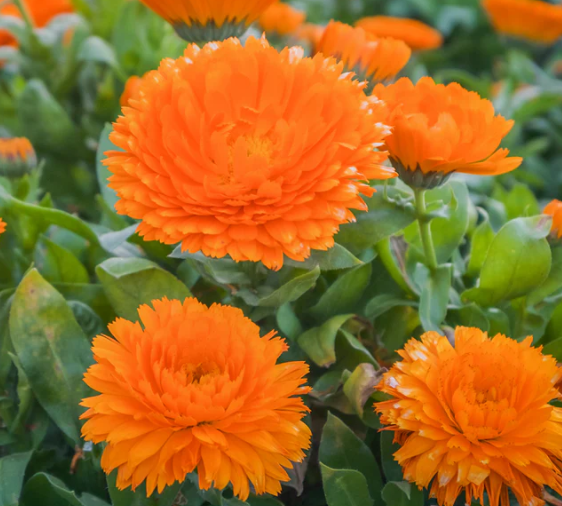 Calendula Bon Bon Orange - Blumensamen