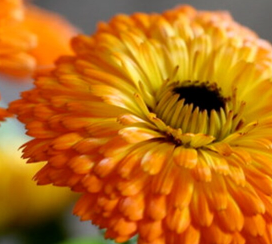 Calendula Bon Bon Orange - Blumensamen