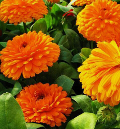 Calendula Bon Bon Orange - Blumensamen