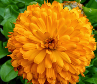 Calendula Bon Bon Orange - Blumensamen