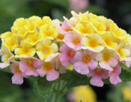 Lantana Calippo Vintage Blumenpflanzen