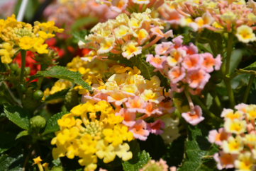 Lantana Calippo Vintage Blumenpflanzen