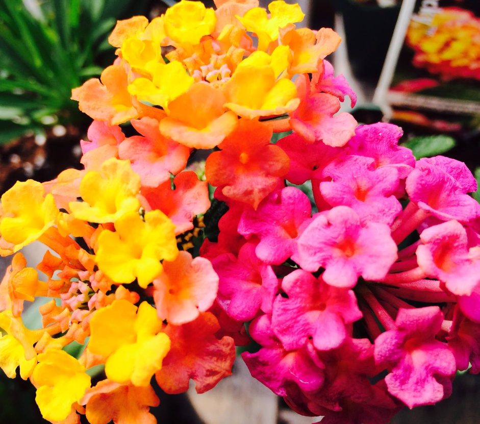 Lantana Calippo Vintage Blumenpflanzen