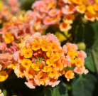 Lantana Calippo Vintage Blumenpflanzen