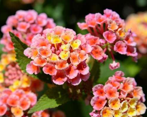 Lantana Calippo Vintage Blumenpflanzen