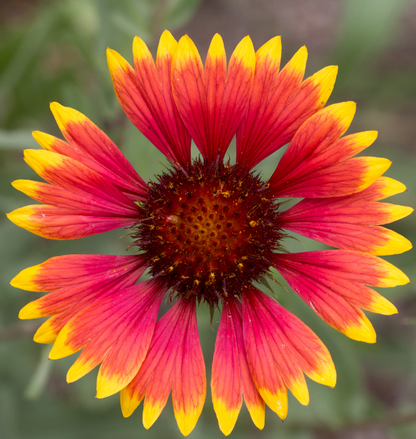 50 Gaillardia Aristata (Deckenblume) Samen-Packung