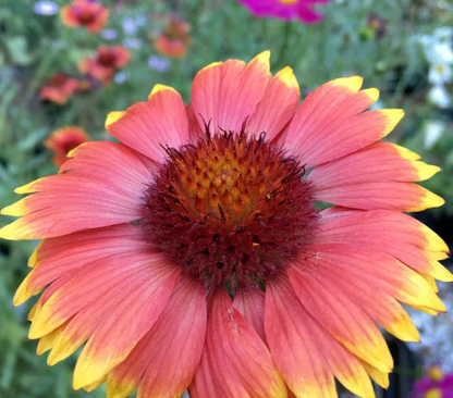 50 Gaillardia Aristata (Deckenblume) Samen-Packung