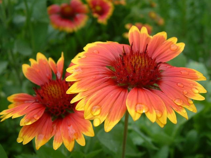 50 Gaillardia Aristata (Deckenblume) Samen-Packung