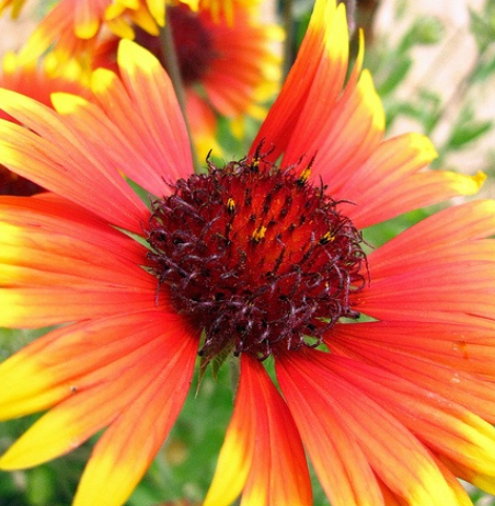 50 Gaillardia Aristata (Deckenblume) Samen-Packung