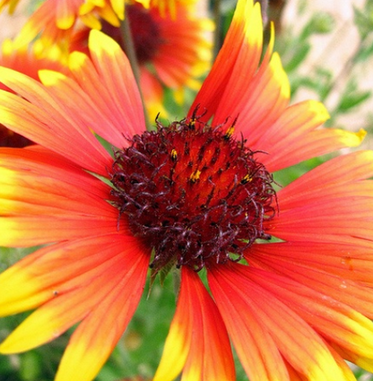 50 Gaillardia Aristata (Deckenblume) Samen-Packung