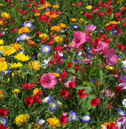 Sunny Meadow Flower Mix Streubeutel für Wildblumensamen