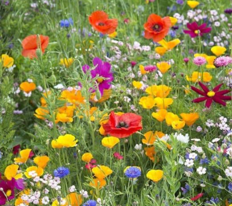 Sunny Meadow Flower Mix Streubeutel für Wildblumensamen